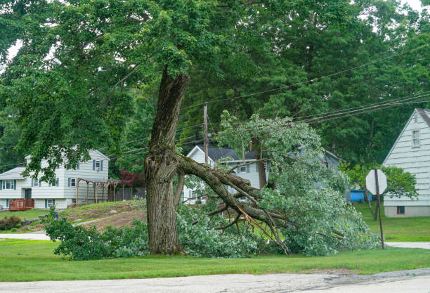 Large Tree Removal in St Martinville, LA